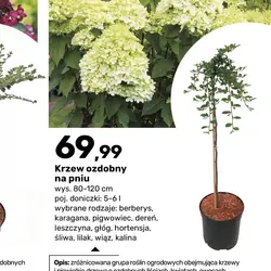 Krzew ozdobny na pniu