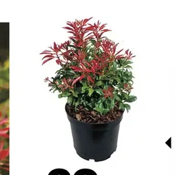 Pieris
