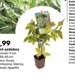 Dereń ozdobny