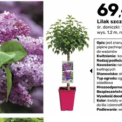 Lilak szczepiony na pniu