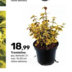Trzmielina