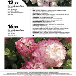 Hortensja bukietowa
