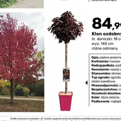 Klon ozdobny szczepiony