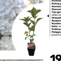 Hortensja ogrodowa
