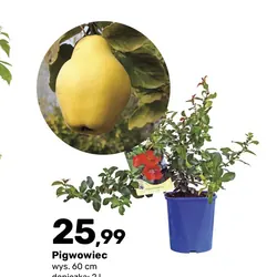 Pigwowiec
