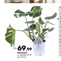 Monstera