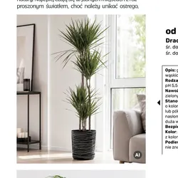 Dracena marginata