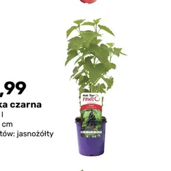 Porzeczka czarna