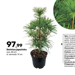 Sośnica japońska