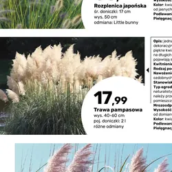 Trawa pampasowa