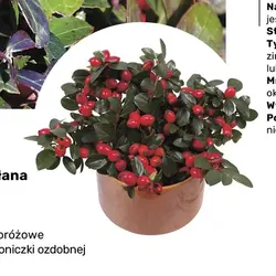 Golteria rozesłana Winter Pearls