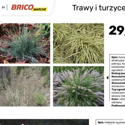 Trawy ozdobne