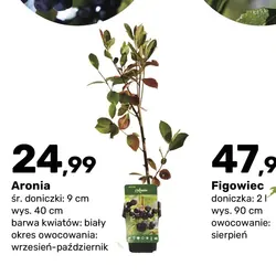 Aronia