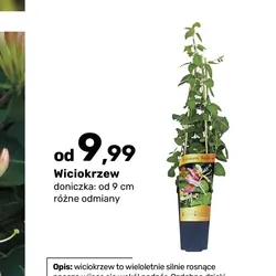 Wiciokrzew