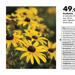 Rudbekia