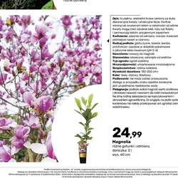 Magnolia