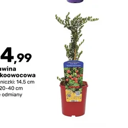 Żurawina wielkoowocowa