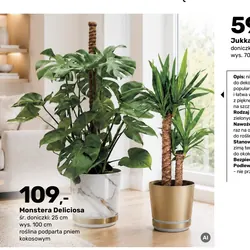 Monstera Deliciosa