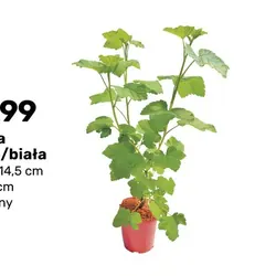 Porzeczka czerwona/biała