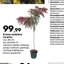 Krzew ozdobny na pniu