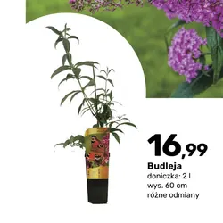 Budleja