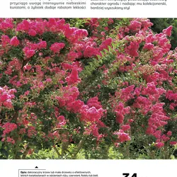Lagerstremia indyjska