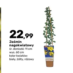 Jaśmin nagokwiatowy