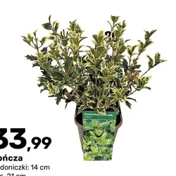 Wończa