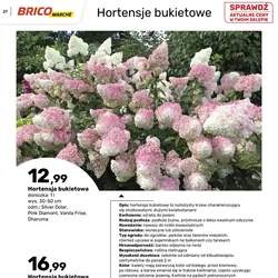 Hortensja bukietowa