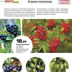 Krzewy owocowe