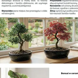 Bonsai w ceramicznej doniczce