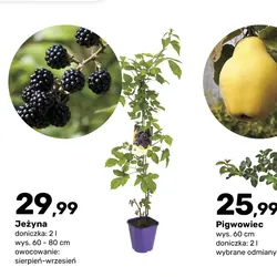 Jeżyna