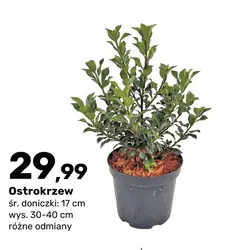 Ostrokrzew
