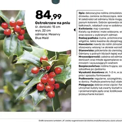 Ostrokrzew na pniu