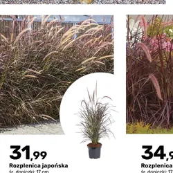 Rozplenica japońska