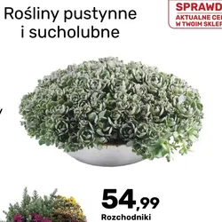 Rojnikowiec łuskowaty