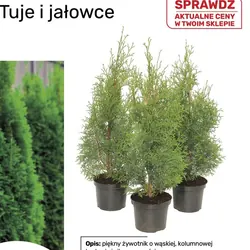 Żywotnik zachodni Columna