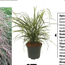 Proso rózgowate