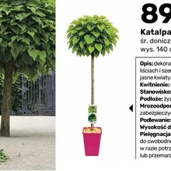 Katalpa