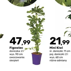 Figowiec