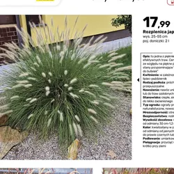 Rozplenica japońska