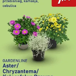 Aster/Chryzantema/Kalocefalus Browna