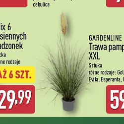Trawa pampasowa XXL