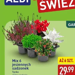 Mix 6 jesiennych sadzonek