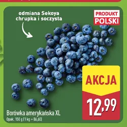Borówka amerykańska XL