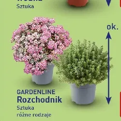 Rozchodnik