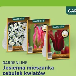 Jesienna mieszanka cebulek kwiatów