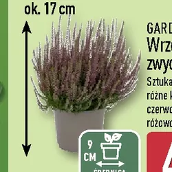 Wrzos zwyczajny