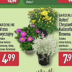 Aster/Chryzantema/Kalocefalus Browna