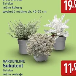 Sukulent